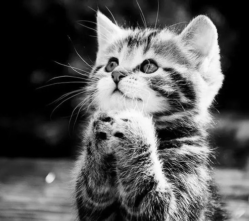 Meme tư thế cúi gập người và tay chắp xin nhẹ một điều.