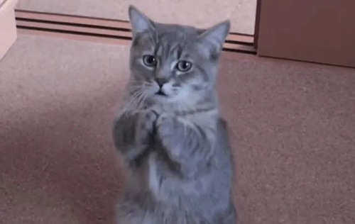 Khoảnh khắc mèo hai tay siết chặt trước ngực kèm nét mặt tội nghiệp.