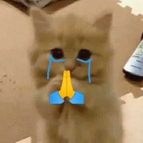 Ảnh mèo đôi mắt ướt nước nhìn lên như van xin mong manh.