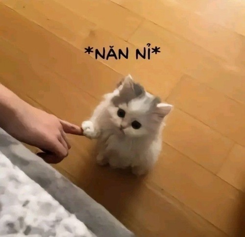 Ảnh hài khuôn mặt méo xệch như chỉ chờ cái gật đầu của đối phương.