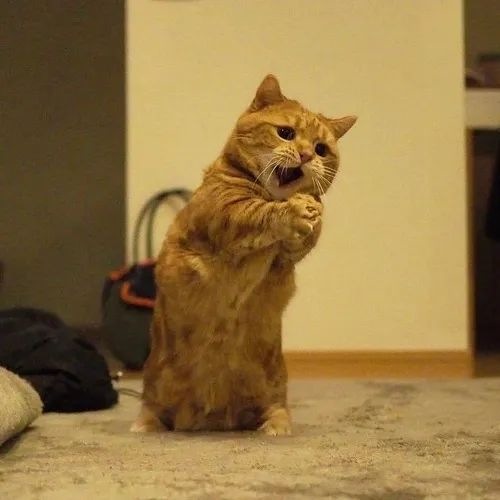 Hình chế meme mèo khoảnh khắc quỳ thấp với ánh mắt biết ơn chực chờ.