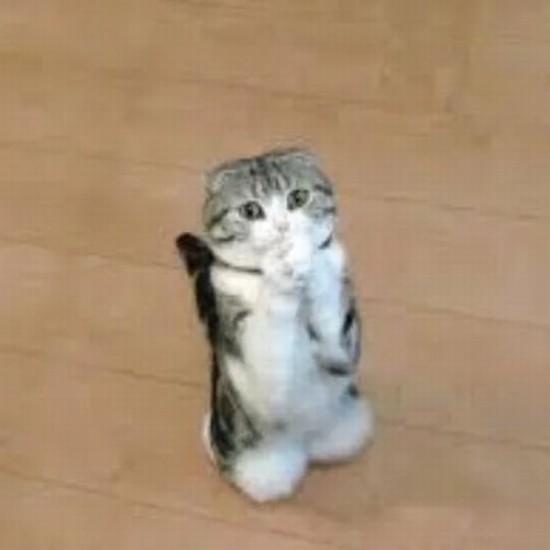 Hình troll mèo khuôn mặt rúm ró năn nỉ nhìn thẳng vào người đối diện.