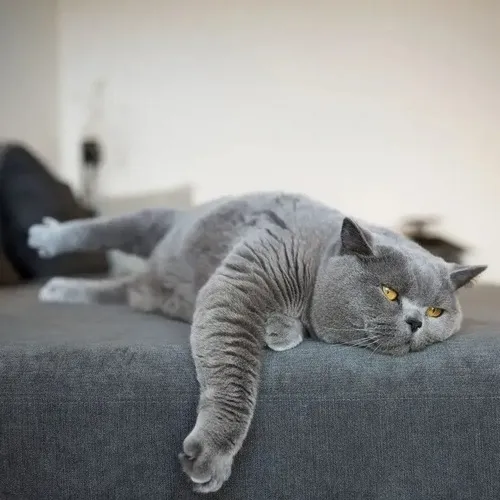 Meme mèo khó ở né dây đồ chơi với thái độ “không vui”