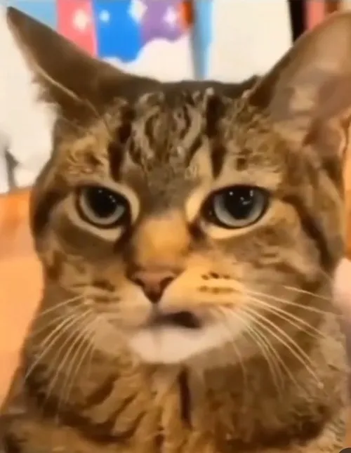 Ảnh meme mèo dỗi uốn đuôi phùng nhẹ khi bị chọc