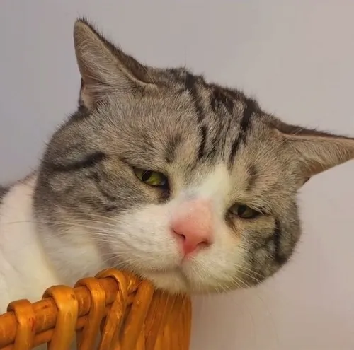 Meme mèo cáu lông dựng khi thấy thú bông chiếm chỗ