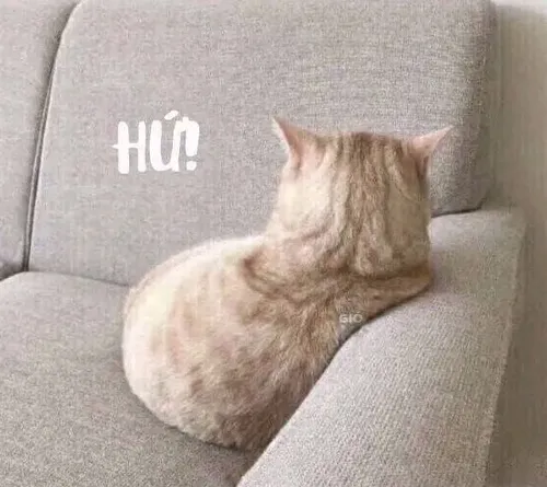 Hình troll mèo dỗi quay mặt khỏi bát thức ăn yêu thích