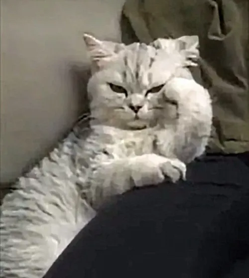 Hình vui mèo tự ái né tránh bát thức ăn vừa đặt