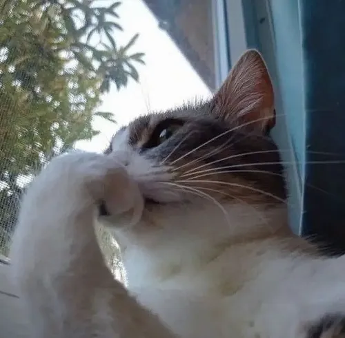 Meme mèo dỗi nheo mắt lạnh lùng khi chủ gọi ăn