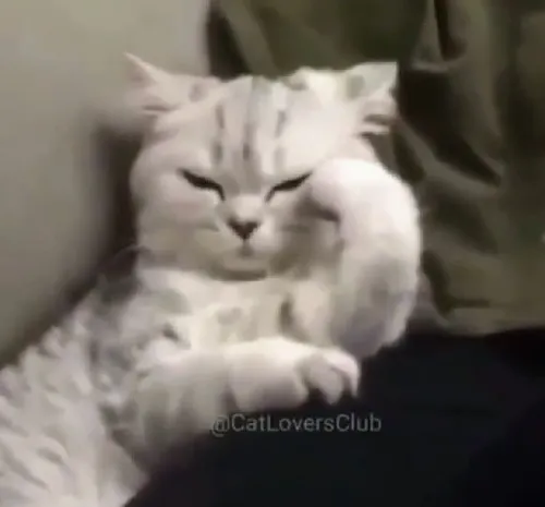 Ảnh chế mèo khó ở xoay đầu sang tường lạnh lùng