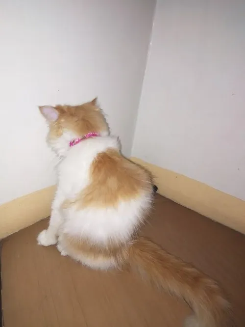 Ảnh troll mèo tự ái xoay mông trốn khỏi ổ nằm