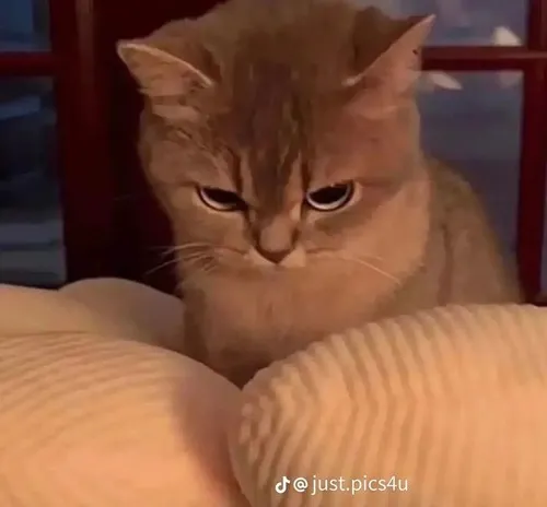 Bộ meme mèo giận dỗi giúp kể trọn cảm xúc khó chịu nhưng vẫn cute