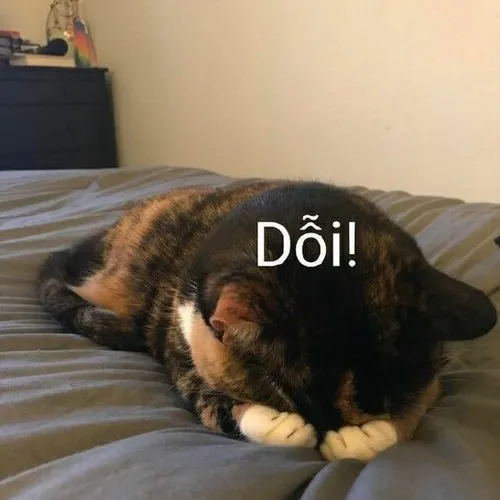 Ảnh chế mèo giận dỗi dí sát mặt cau có vào ống kính