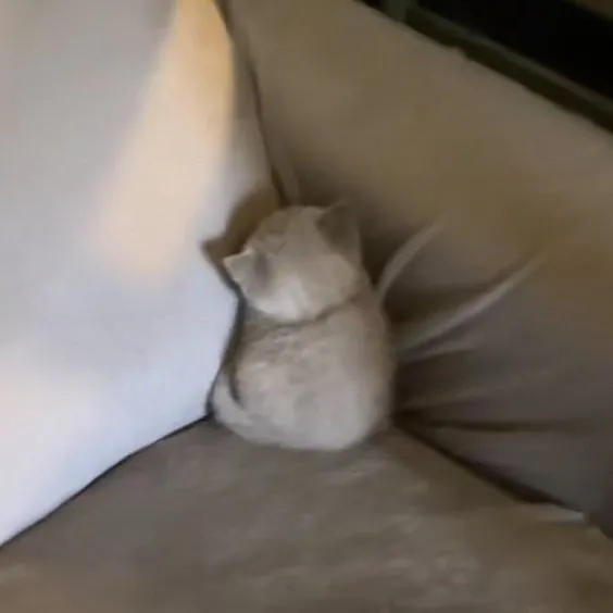 Ảnh chế mèo khó ở phùng lông khi bị gọi sai thời điểm