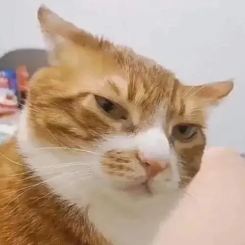 Meme mèo bực run ria khi bị nhấc khỏi góc ngủ riêng