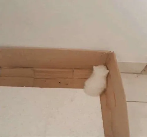 Meme mèo quay lưng giận dỗi dành cho những lúc bạn muốn dỗi nhẹ