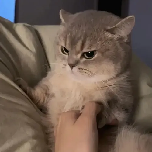 Meme vui mèo tự ái rời ổ nằm rồi quan sát xa xa