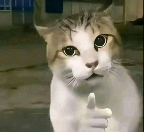 Ảnh chế mèo dỗi khựng lại khi bị nhấc khỏi thú bông