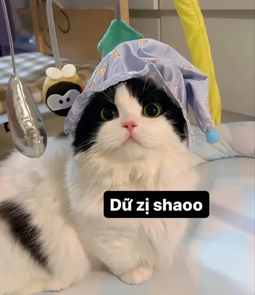 Meme mèo gườm gườm rung ria khi dây đồ chơi cản đường