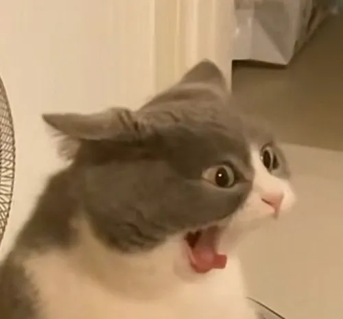 Meme mèo giận dỗi xoay lưng nhìn chủ bằng ánh mắt gườm gườm