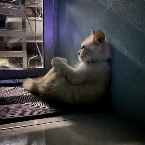 Hình vui mèo dỗi gừ nhỏ khi chủ chạm chân đột ngột