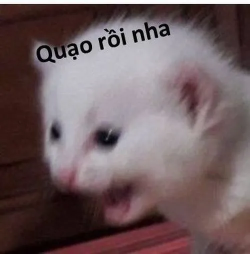 Hình troll mèo khó ở bước đi kiểu không thèm đáp lại