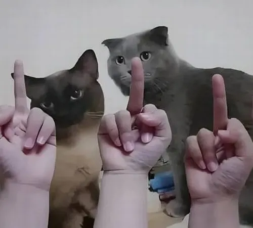 Hình troll mèo bật ngón bật giữa nền tối tăng độ kịch tính.