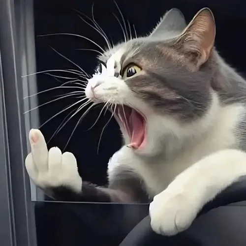 Meme mèo hất ngón giữa bằng gương mặt vô cảm buồn cười.