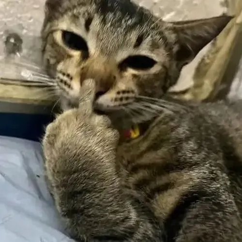 Ảnh troll mèo đưa ngón tay thối giữa nền pastel nhẹ.