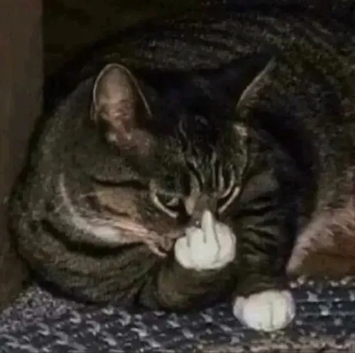 Meme vui mèo dơ ngón bật khiến không khí căng vui.