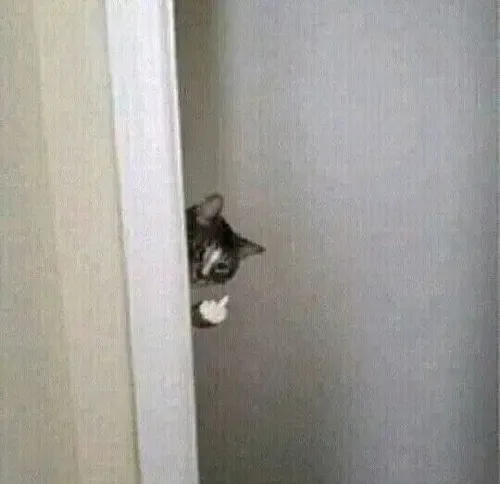 Ảnh chế mèo đưa ngón tay thối như chốt thái độ cuối.