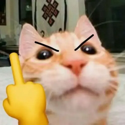 Ảnh chế mèo nâng ngón giữa như một lời đáp thẳng.