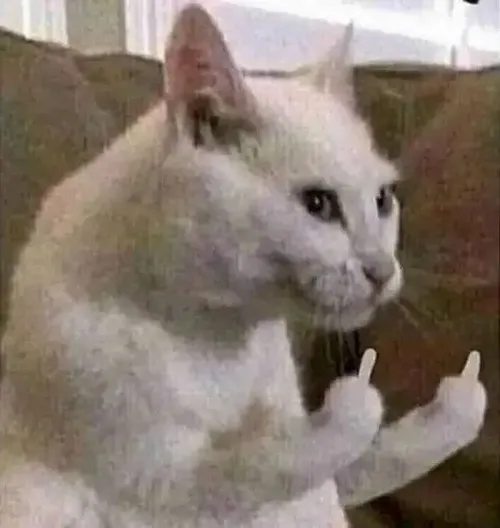 Meme vui mèo hất ngón tay thối trong khoảnh khắc khó chịu.