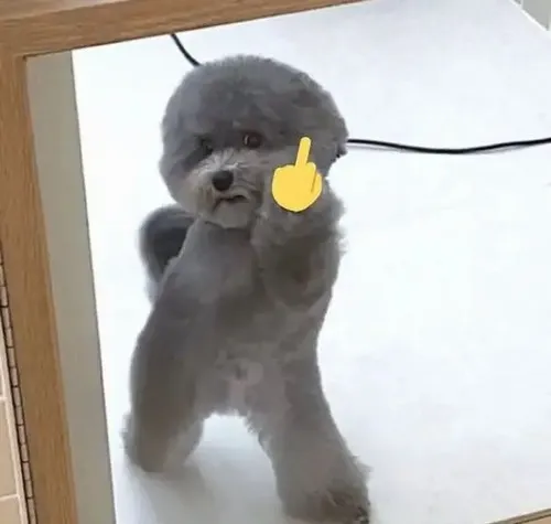 Meme troll chó hất ngón giữa với nét mặt gườm gườm.