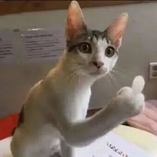 Ảnh vui mèo giơ ngón bật tạo sự đối lập đáng yêu.