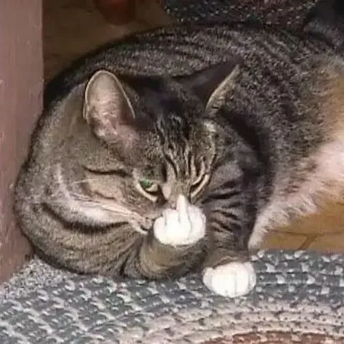 Hình chế mèo bật ngón phản ứng mạnh đầy chất cà khịa.