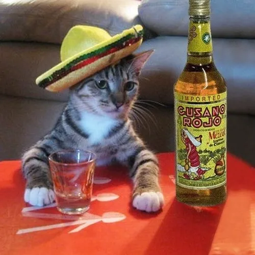 Meme mèo phê rượu chuẩn vibe lầy khi bạn quá mệt để nói