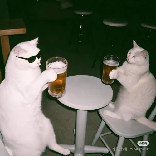 Hình mèo uống rượu hợp dùng khi bạn vừa phê vừa tỉnh