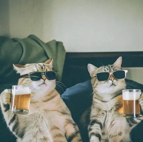 Meme hài mèo nghiện bia bật mood phê tỉnh xen lẫn