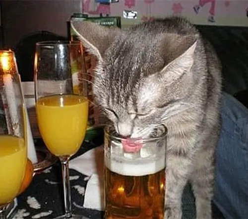 Ảnh hài mèo mướp say nhấn mạnh lông rối gió men