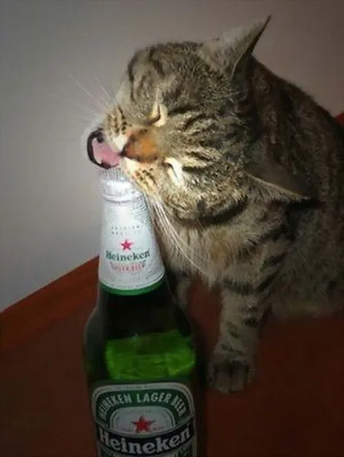 Meme chế mèo mun phê mô tả dáng tựa ghế lười biếng