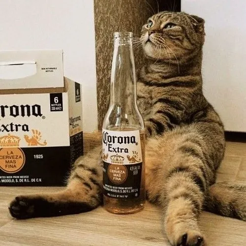 Meme vui mèo trắng nhậu gợi vibe sương sương cuối ngày