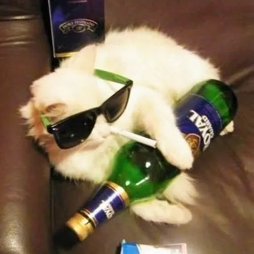 Hình meme vui mèo gục bàn bộc lộ nụ cười méo