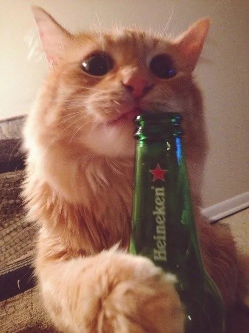 Khoảnh khắc mèo ngà ngà mô tả cú sát phạt chai lon