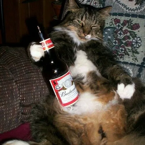 Hình troll mèo nhậu bệt khắc họa bàn nhựa đơn sơ