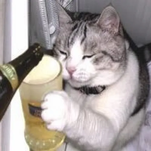 Meme chế mèo phê rượu nêu bật hơi men trong không khí