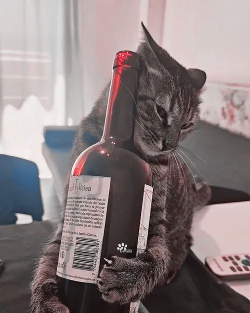 Ảnh chế mèo cụng ly xoay quanh bọt trong bia