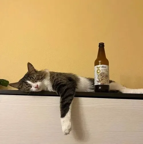 Ảnh vui mèo ngồi quán hé lộ hơi thở thơm mùi malt