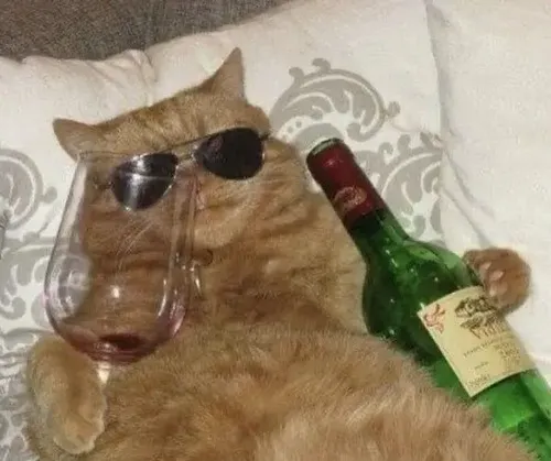 Meme chế mèo uống bia làm nổi bật lông xù rối men