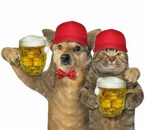 Hình meme hài mèo đỏ mặt gợi cảm giác phê phê