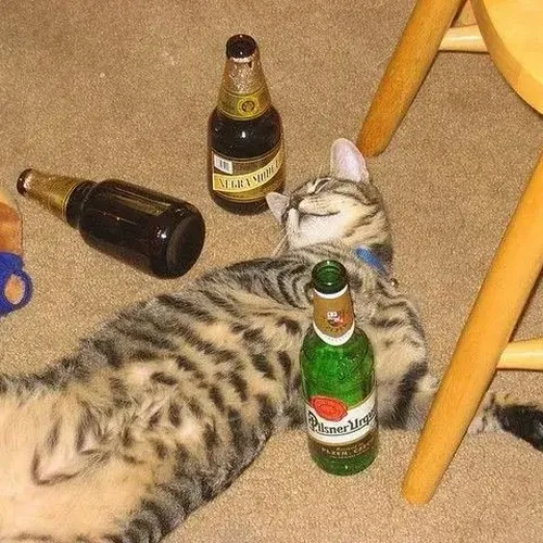 Ảnh hài mèo lèm bèm phô diễn ánh mắt đỏ hoe